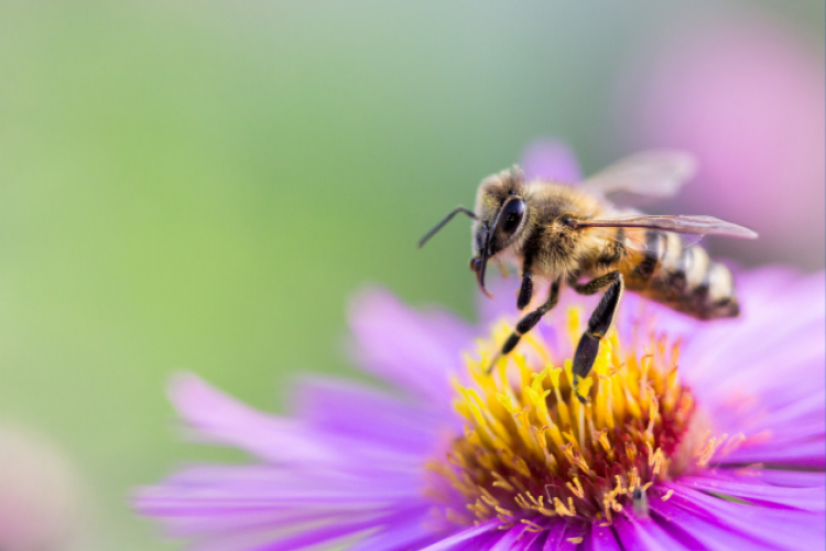 Makroaufnahme: Eine Biene sitzt in einem rosa Blütenkelch